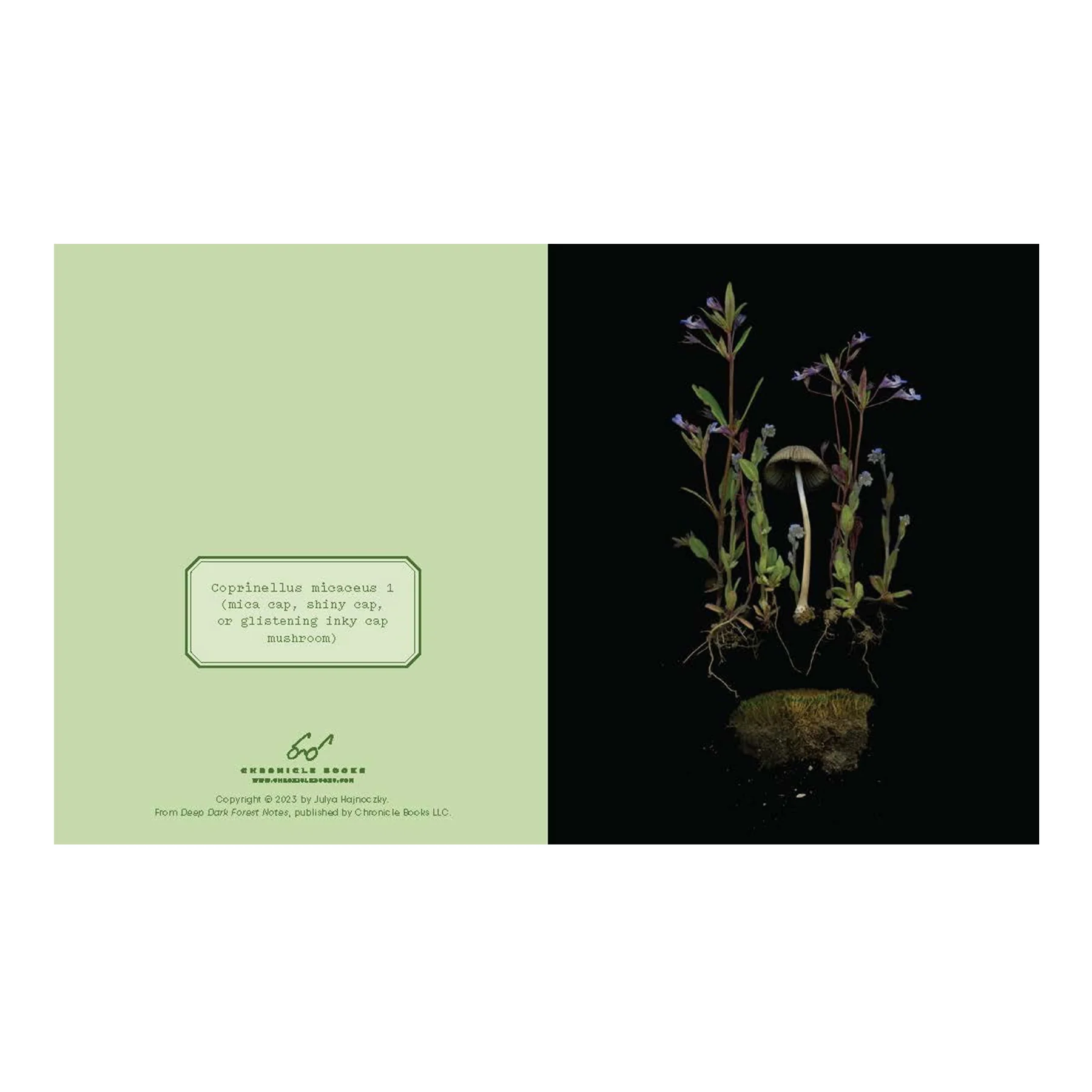 DEEP DARK FOREST NOTECARD SET - Image 3