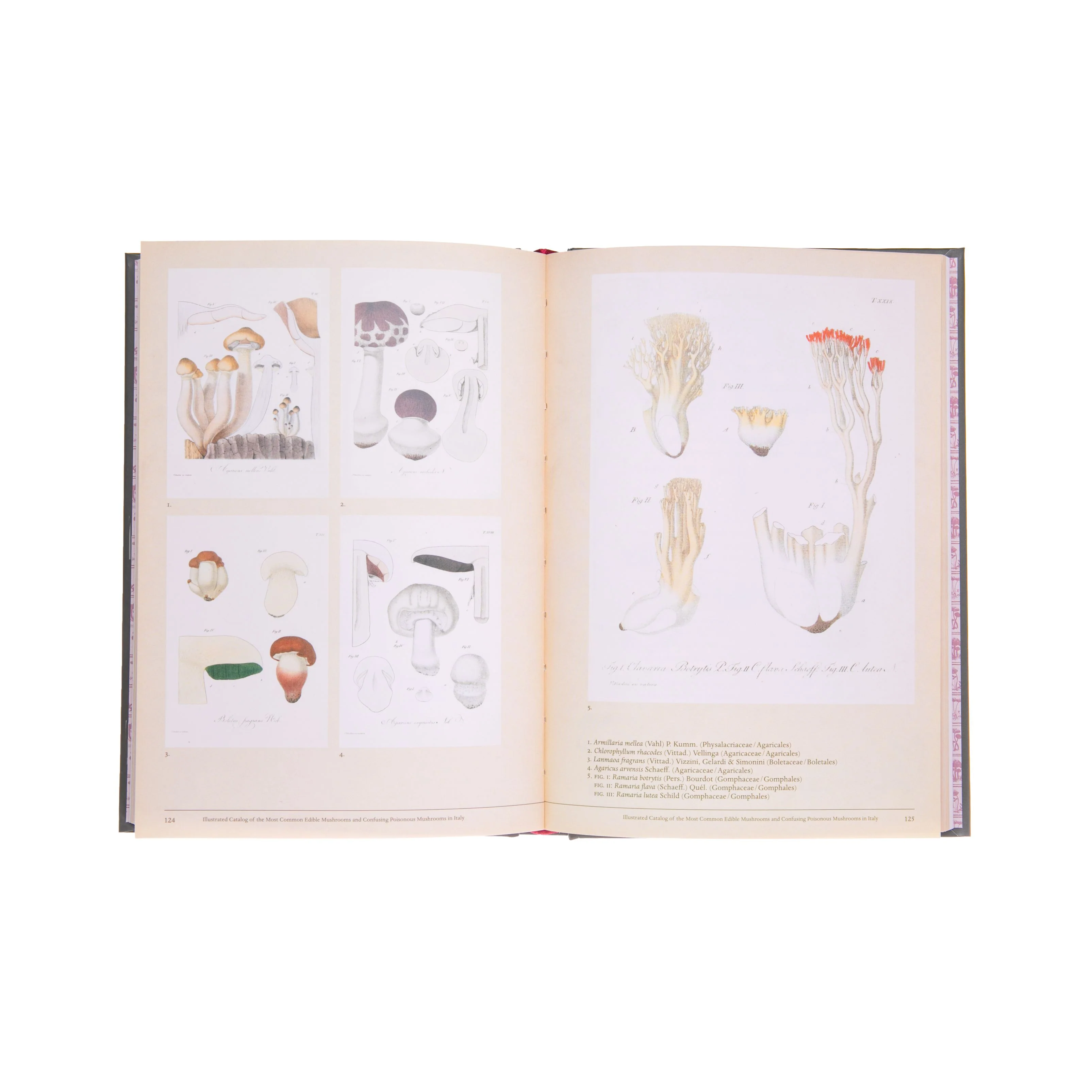 MUSHROOM BOTANICAL ART - Image 3