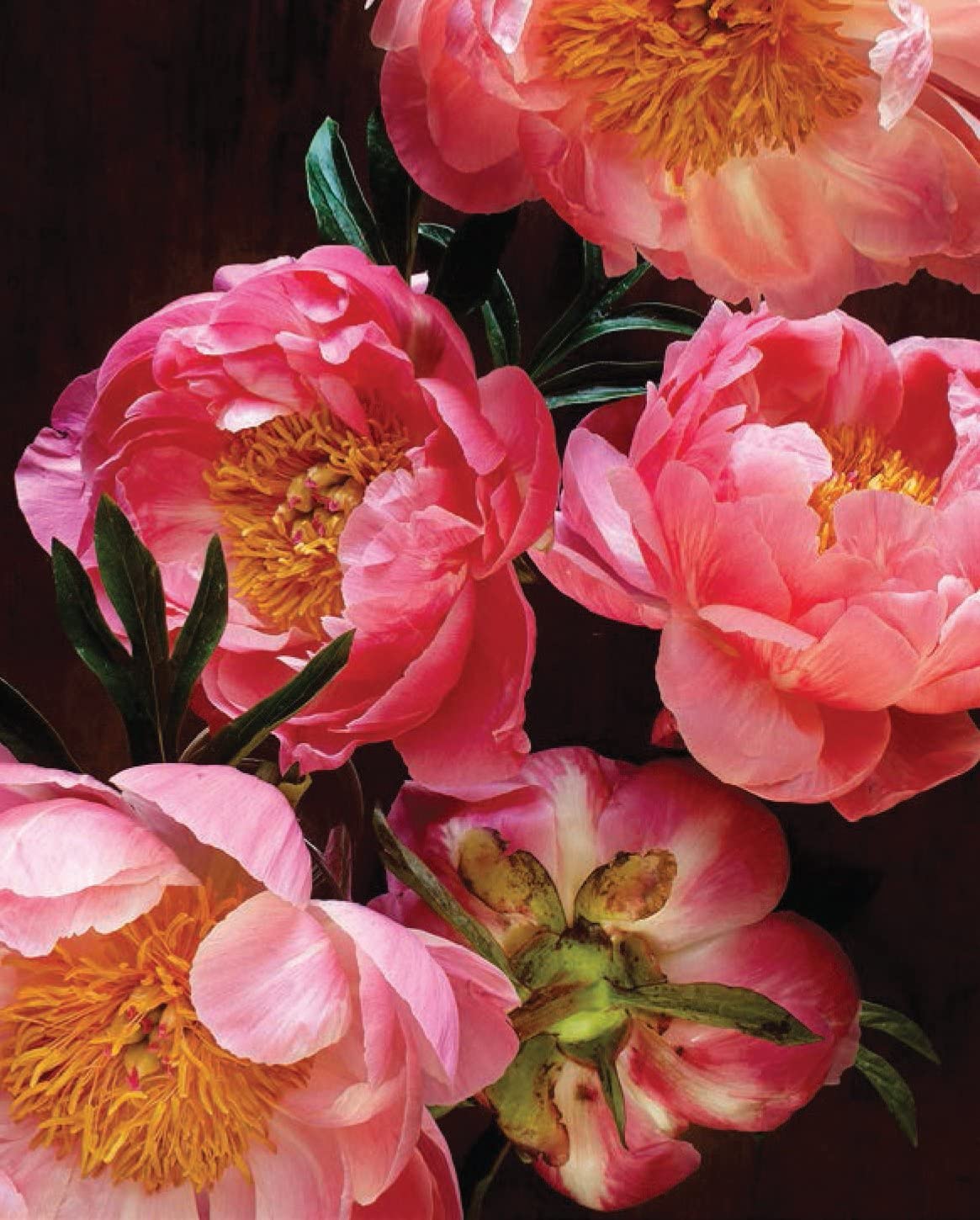 PRETTY PEONIES - 20 NOTECARDS & ENVELOPES - Image 3