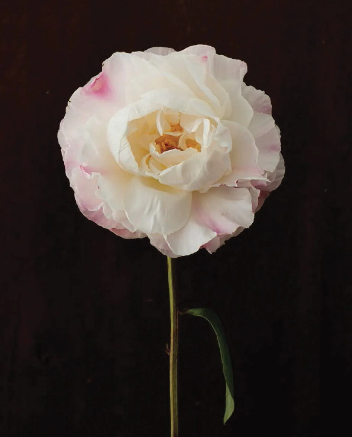 PRETTY PEONIES - 20 NOTECARDS & ENVELOPES - Image 4