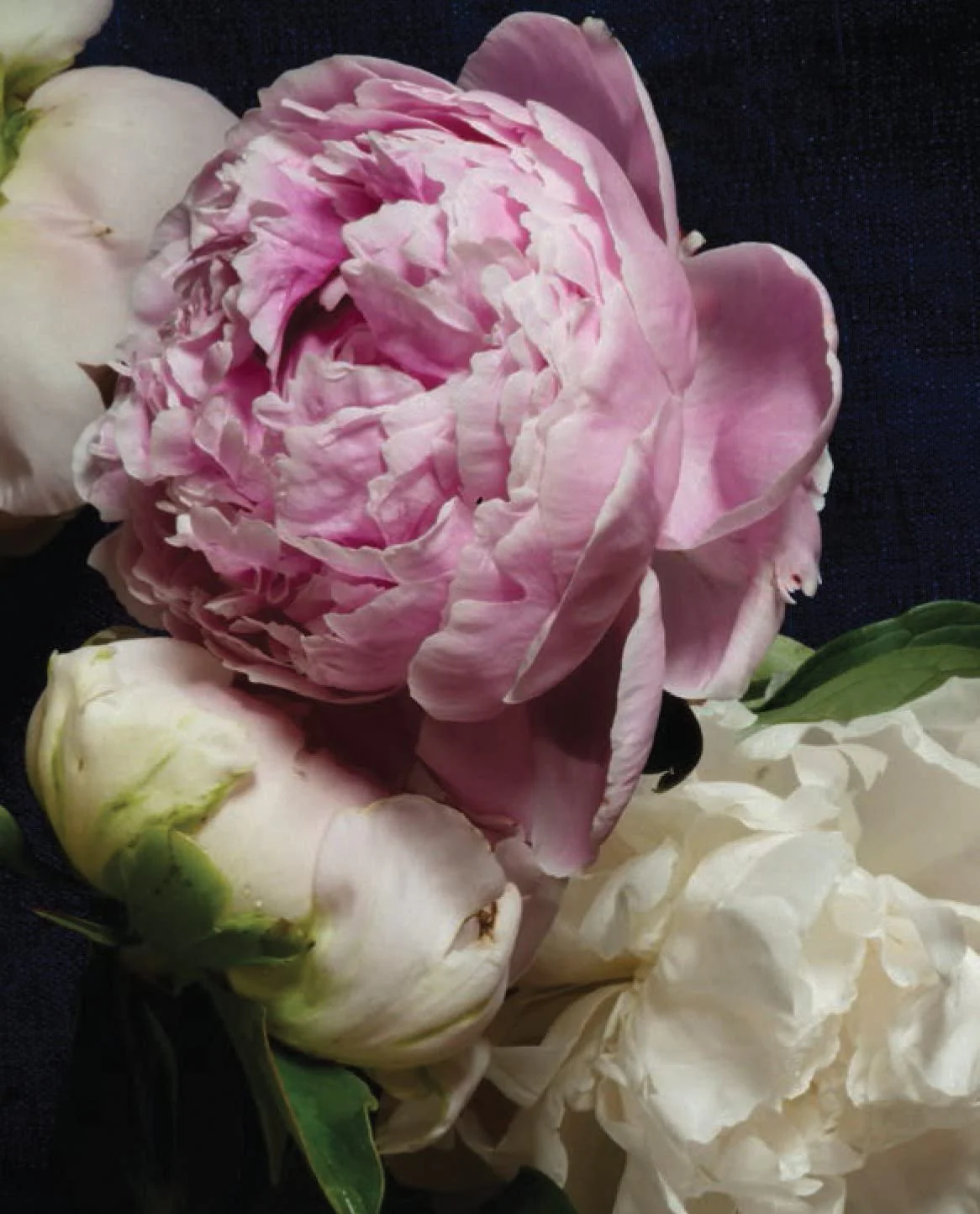 PRETTY PEONIES - 20 NOTECARDS & ENVELOPES - Image 5